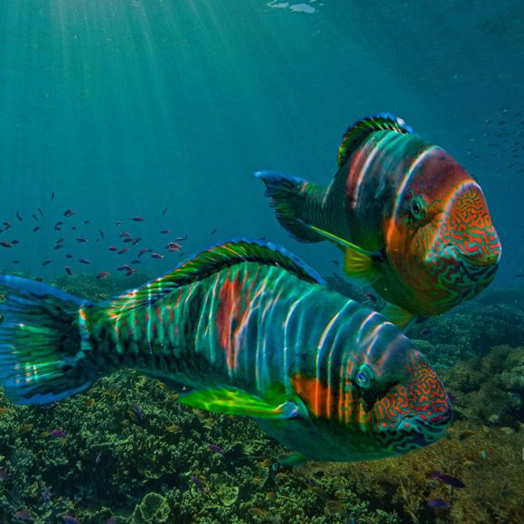 Blue fire opal and blood garnet s.s. bracelet - Picture 6 of 11